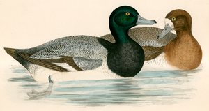 Scaup Duck